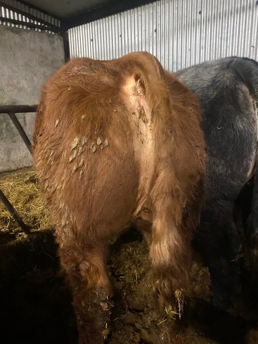 Beef cattle - Image 4