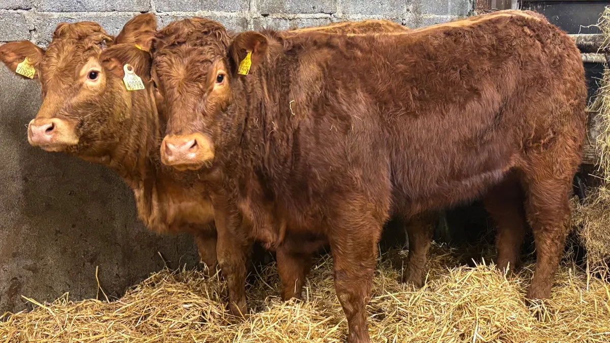 ⭐️ 2 Super Red Limousin Heifers ⭐️ - Image 1