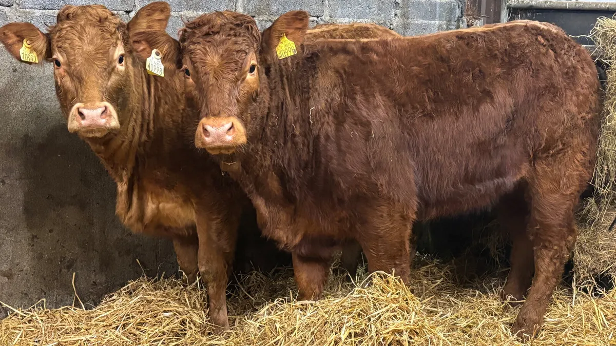 ⭐️ 2 Super Red Limousin Heifers ⭐️ - Image 3