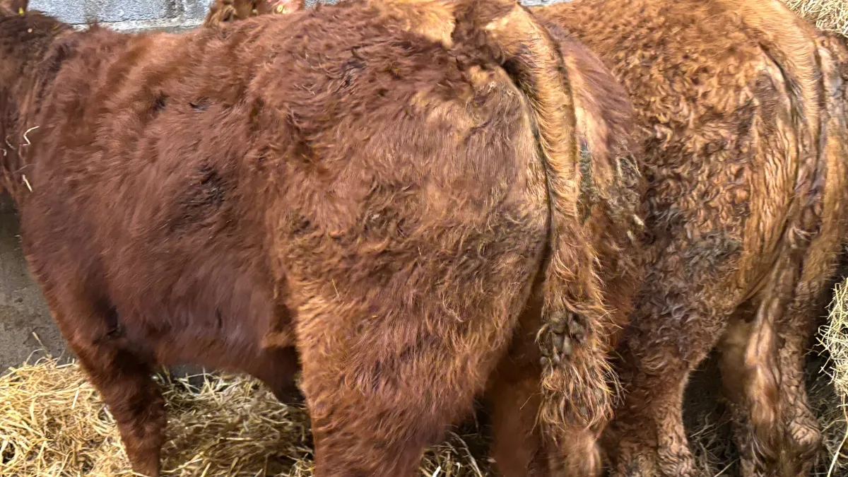 ⭐️ 2 Super Red Limousin Heifers ⭐️ - Image 2