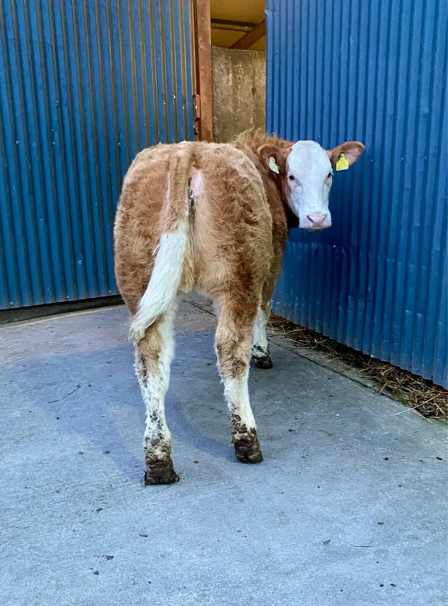 ⭐️SUPER HEIFER ⭐️ - Image 1