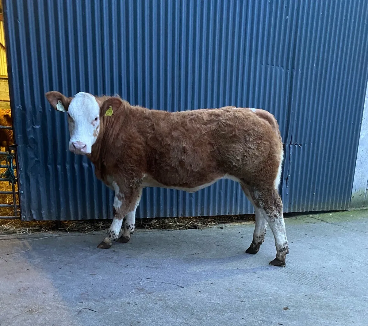 ⭐️SUPER HEIFER ⭐️ - Image 4