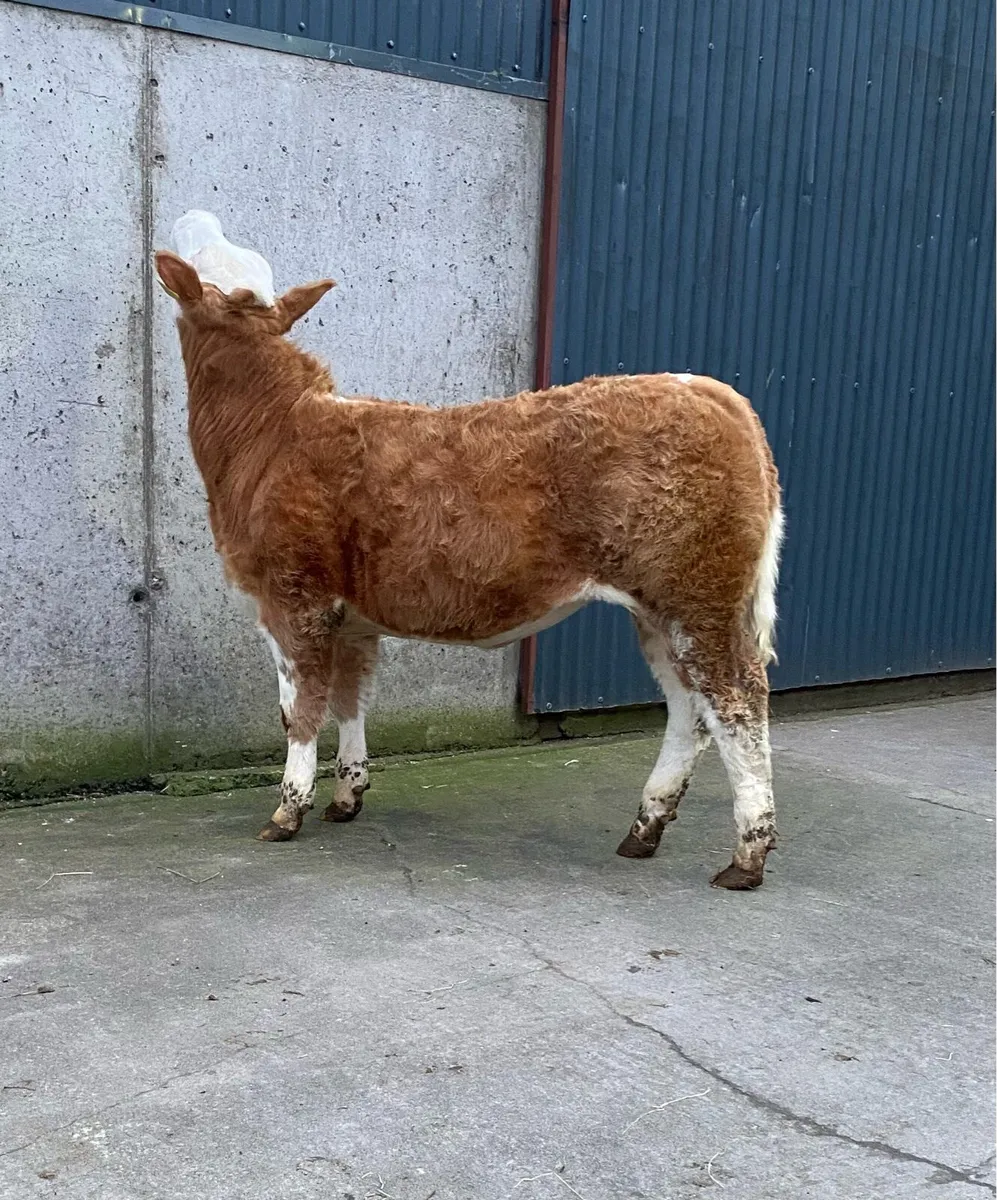 ⭐️SUPER HEIFER ⭐️ - Image 2