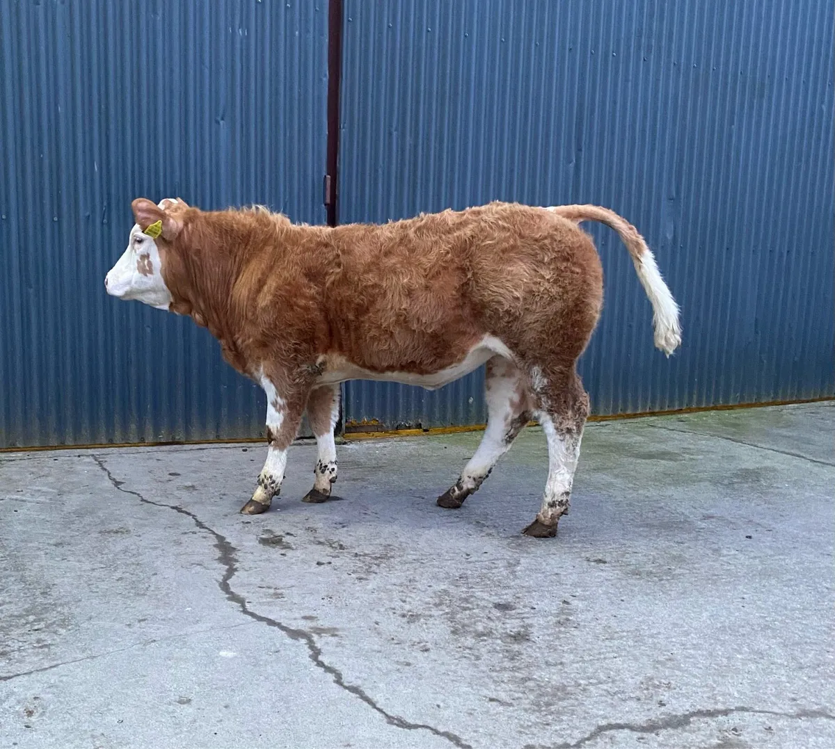 ⭐️SUPER HEIFER ⭐️ - Image 3