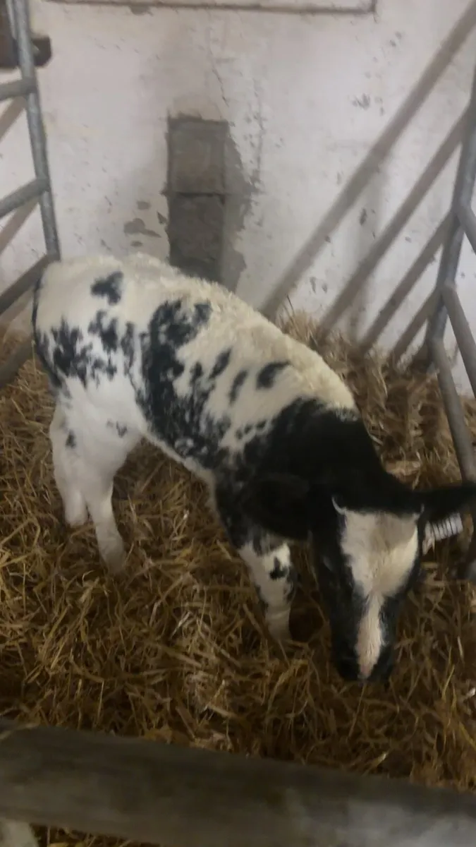 Belgium blue heifers - Image 1