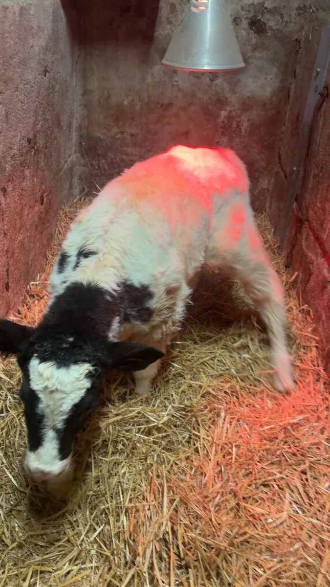 Belgium blue heifers - Image 2