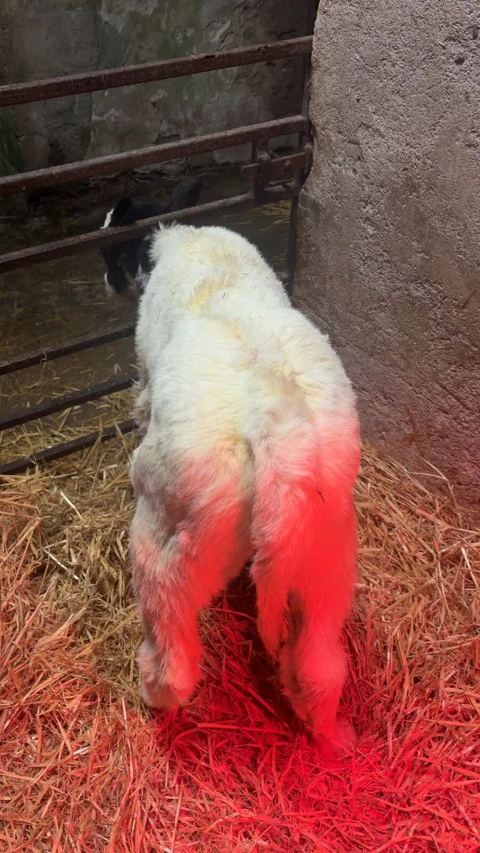 Belgium blue heifers - Image 3