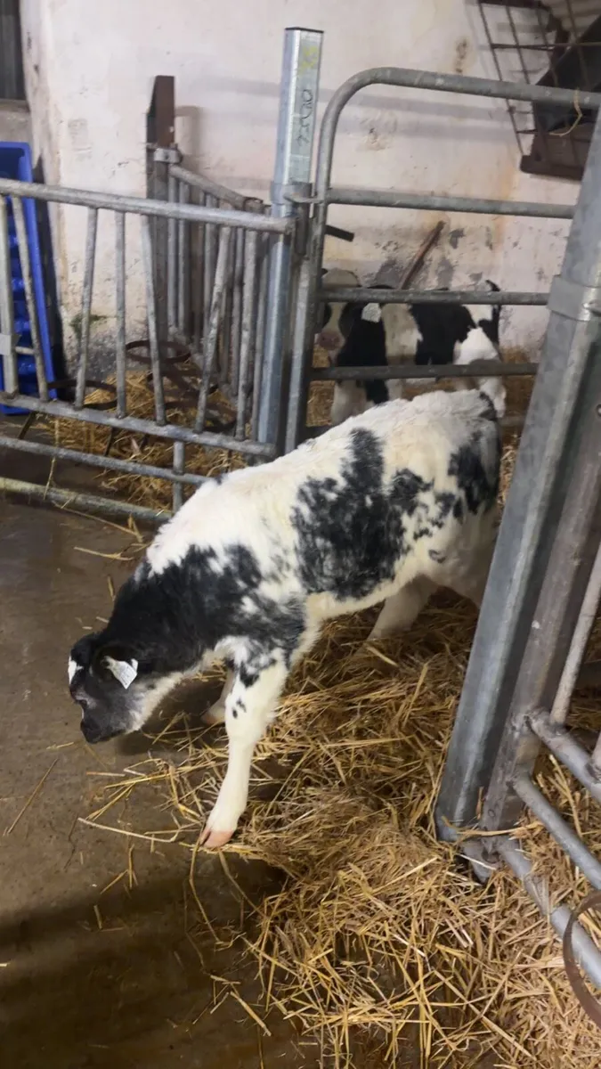 Belgium blue heifers - Image 4