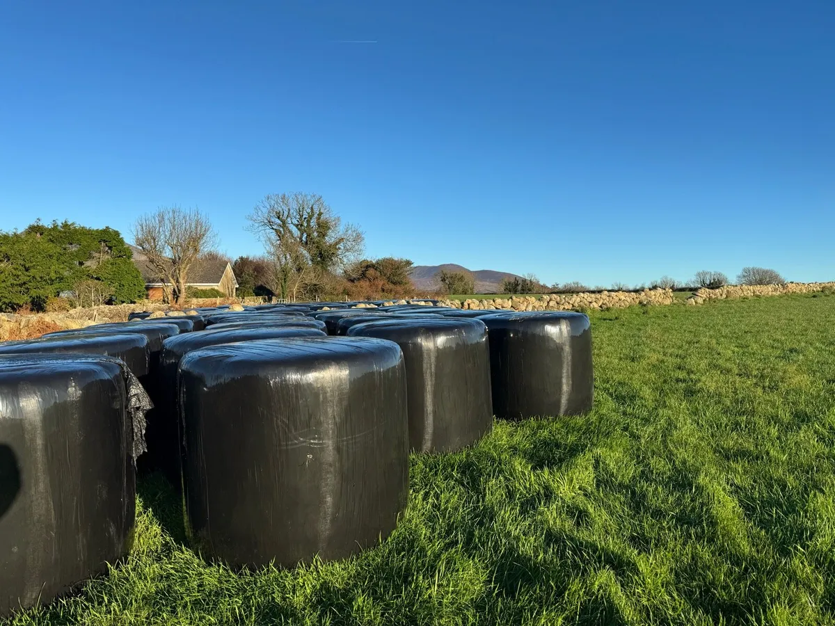 Round bales - Image 2
