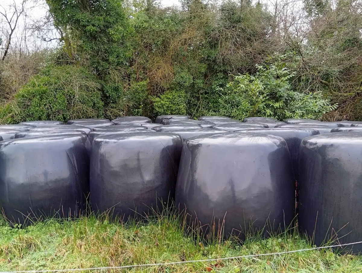 Silage for sale - Image 2