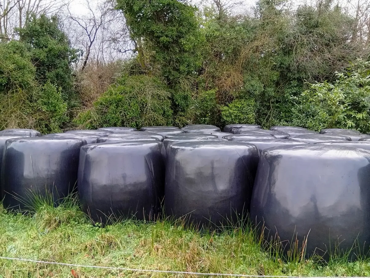 Silage for sale - Image 1