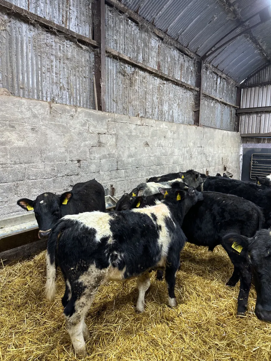 Angus blue and lim bulls - Image 2