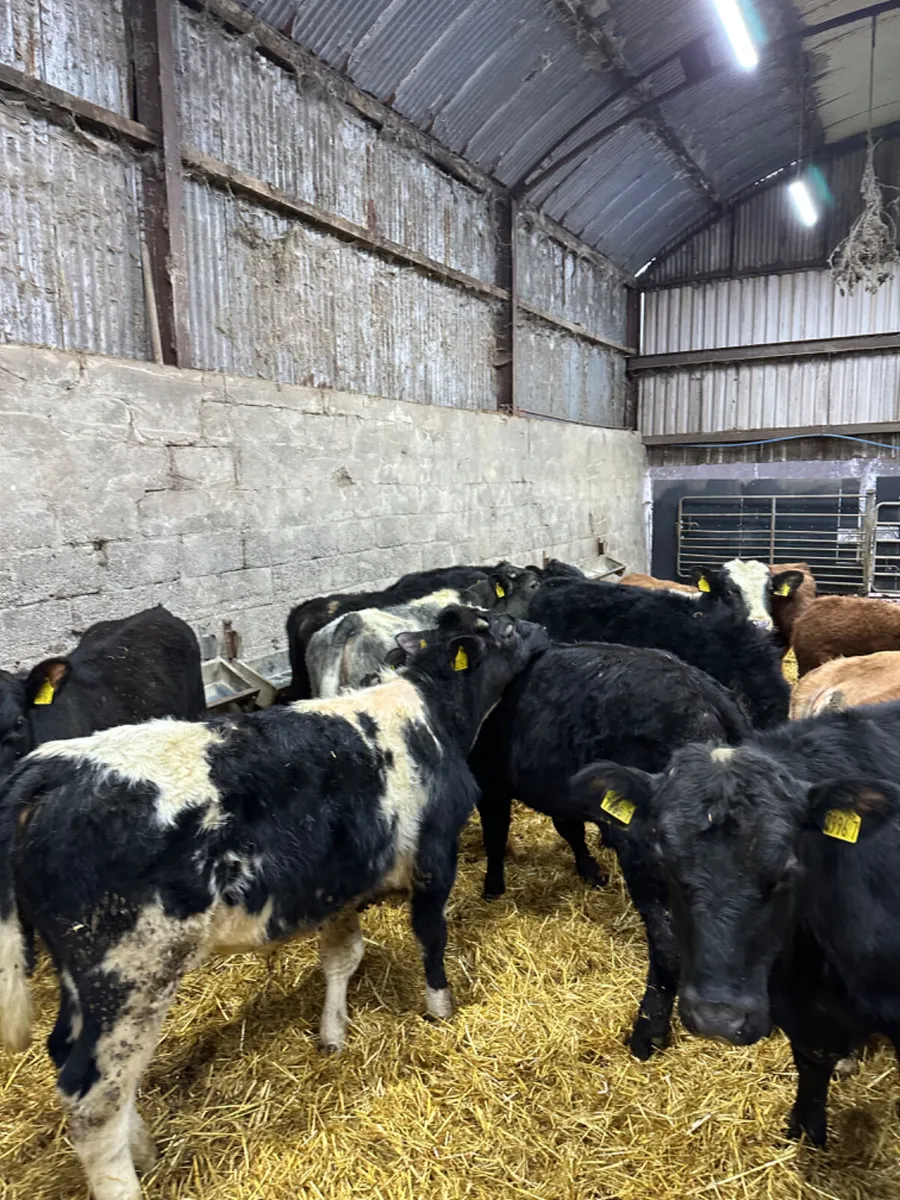 Angus blue and lim bulls - Image 1