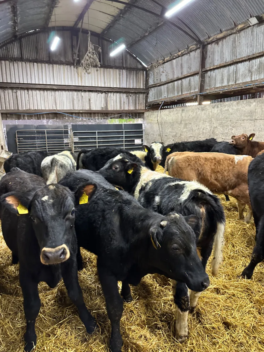 Angus blue and lim bulls - Image 3