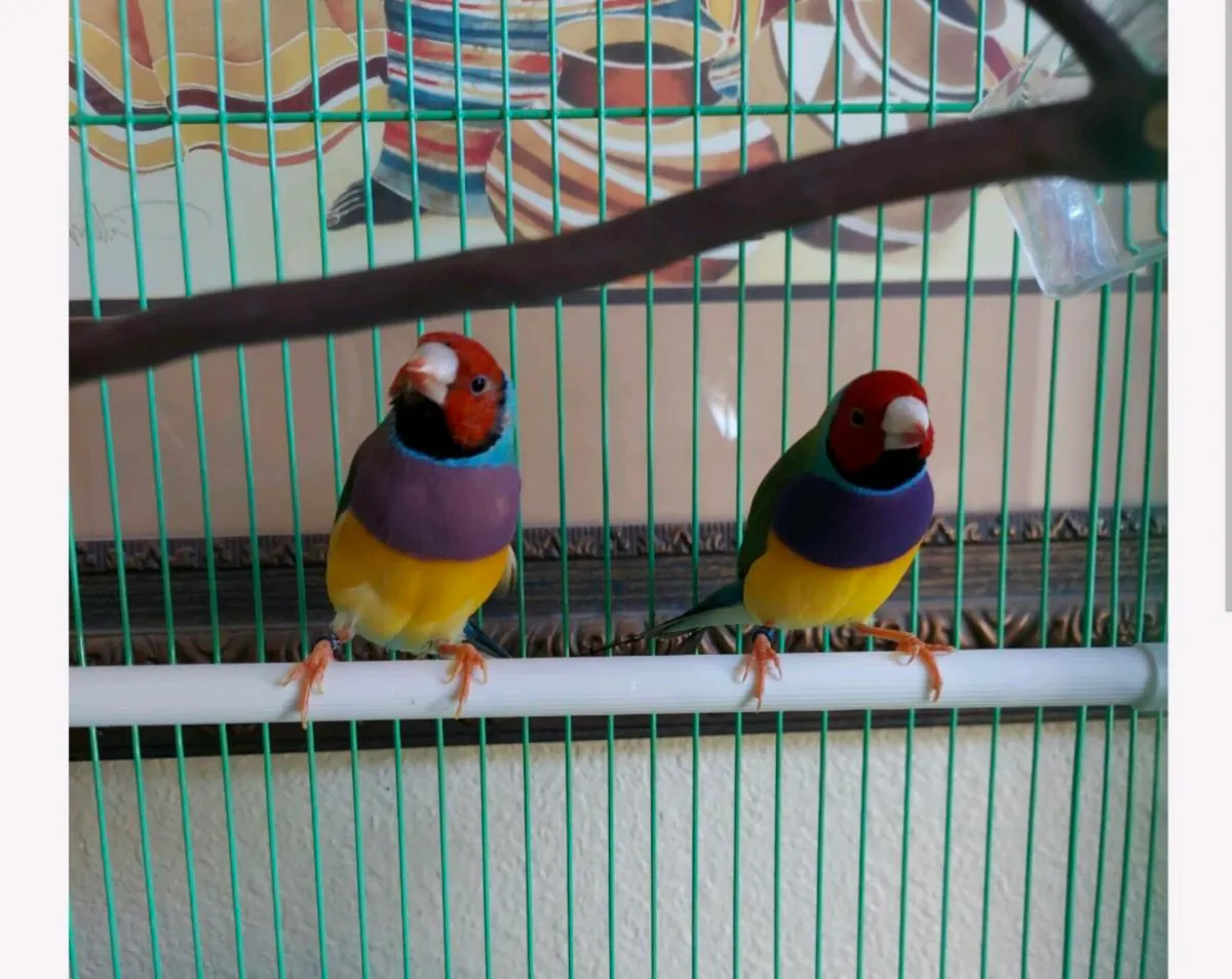 Gouldian finches