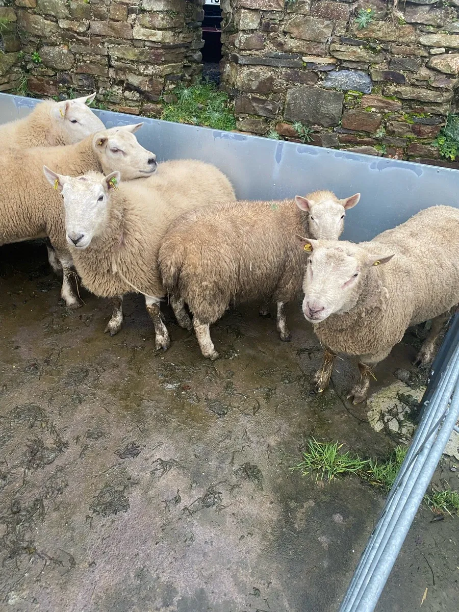 North County Cheviot - Image 1