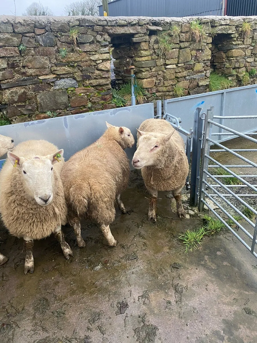 North County Cheviot - Image 3