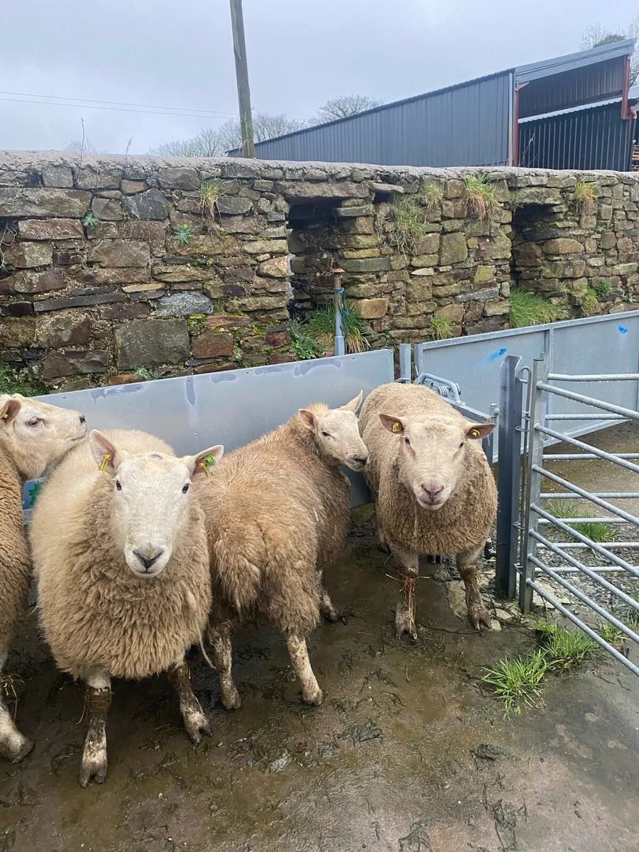 North County Cheviot - Image 4