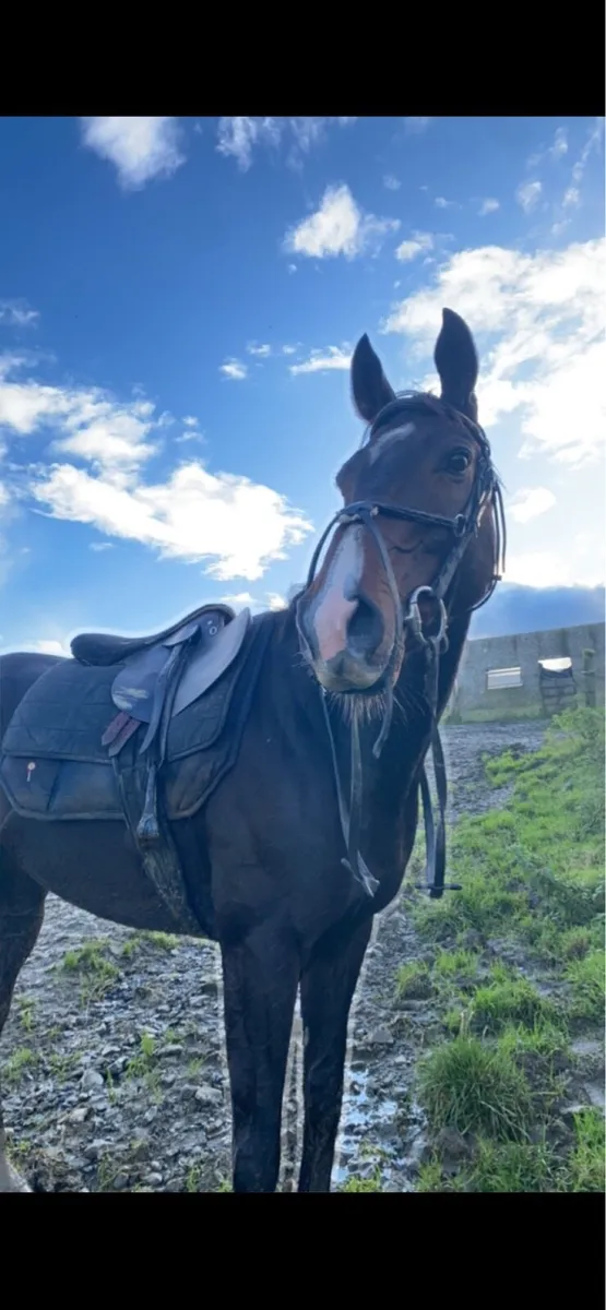 16h 9yo Gelding - Image 1