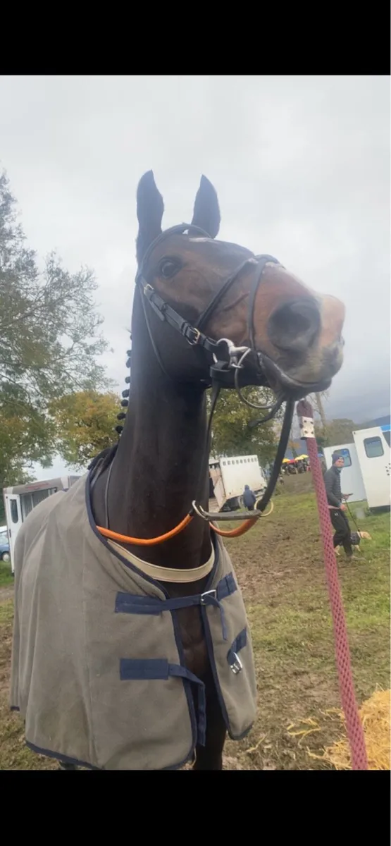 16h 9yo Gelding - Image 2