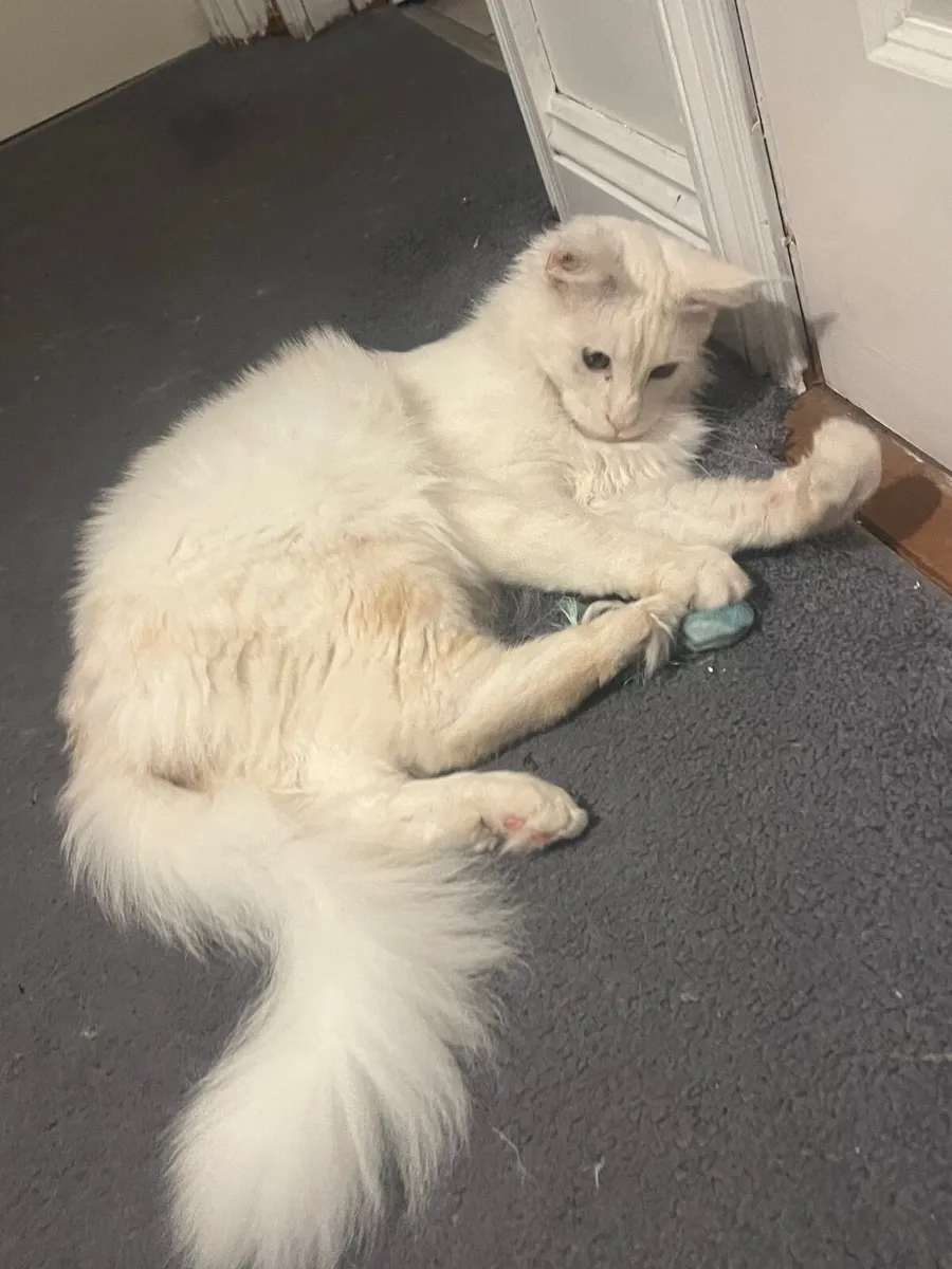 Maine coone - Image 2