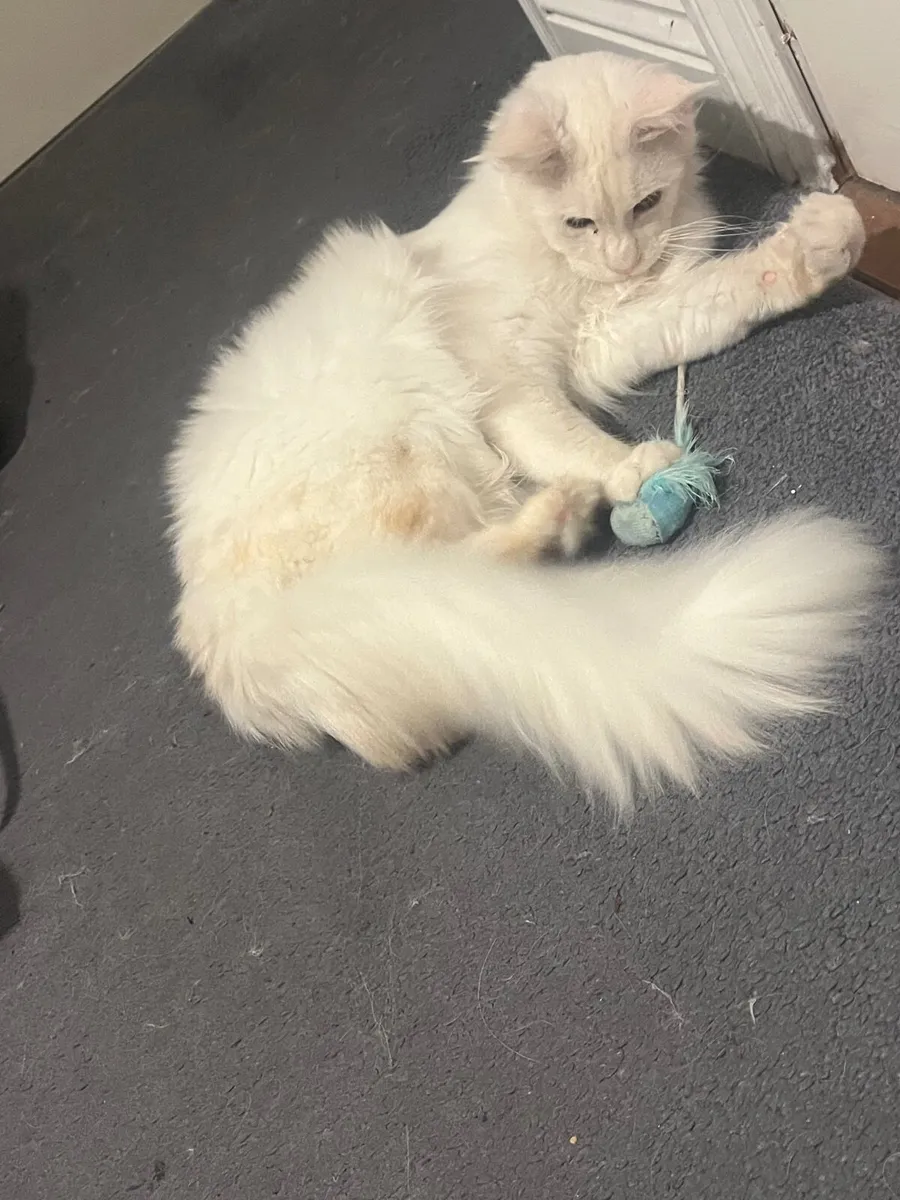 Maine coone - Image 3