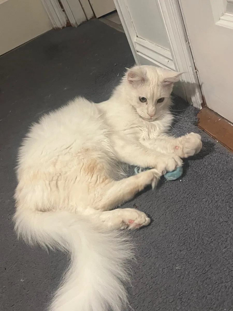 Maine coone - Image 4