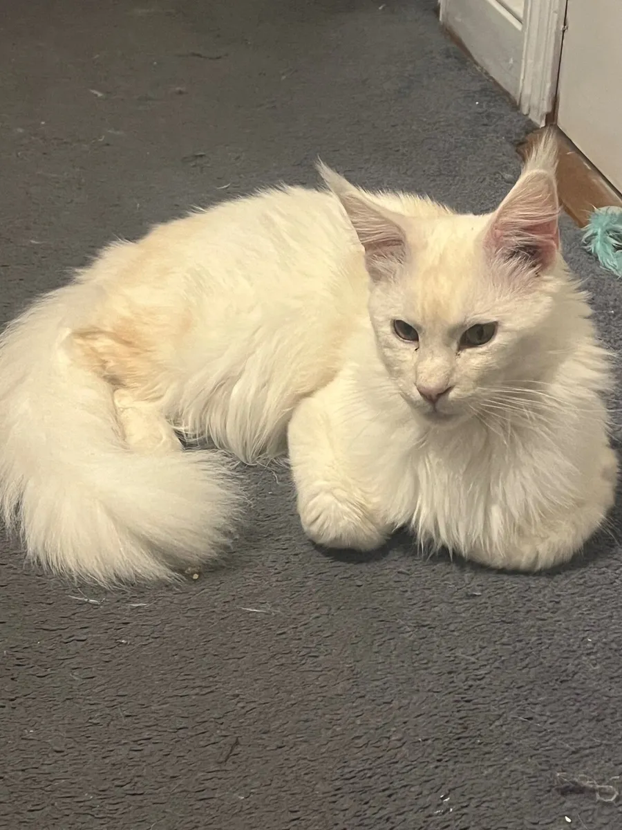 Maine coone - Image 1