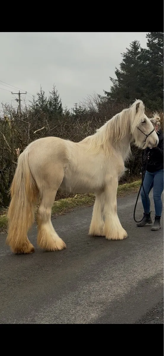 🟥 Silver Buckskin Filly 19 Months Old 🟥