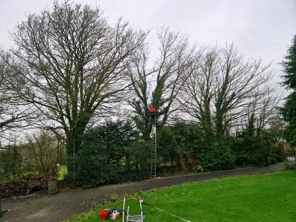 Tree Surgery - Image 2