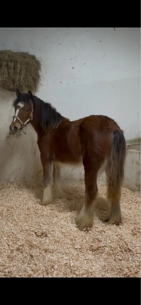 Outstanding Bay Filly Foal - Image 1