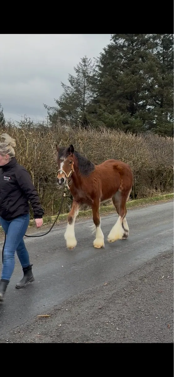Outstanding Bay Filly Foal - Image 3