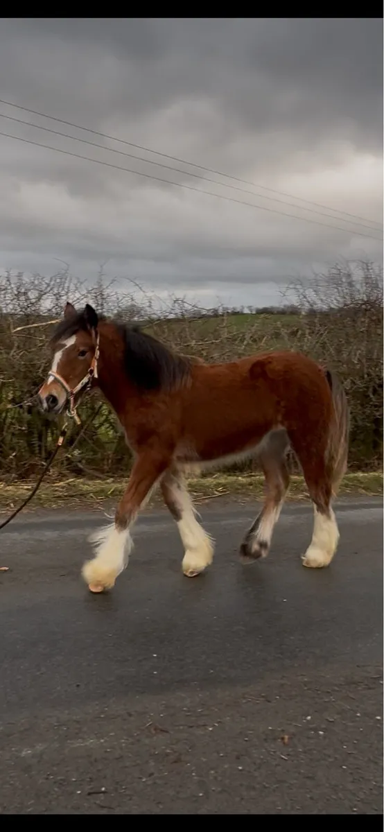 Outstanding Bay Filly Foal - Image 4