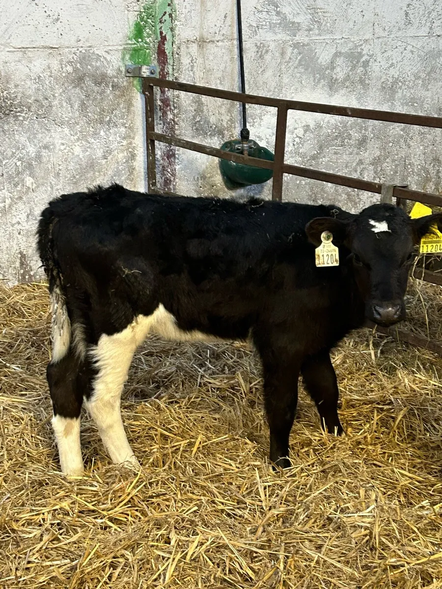 Fr heifer calves - Image 3