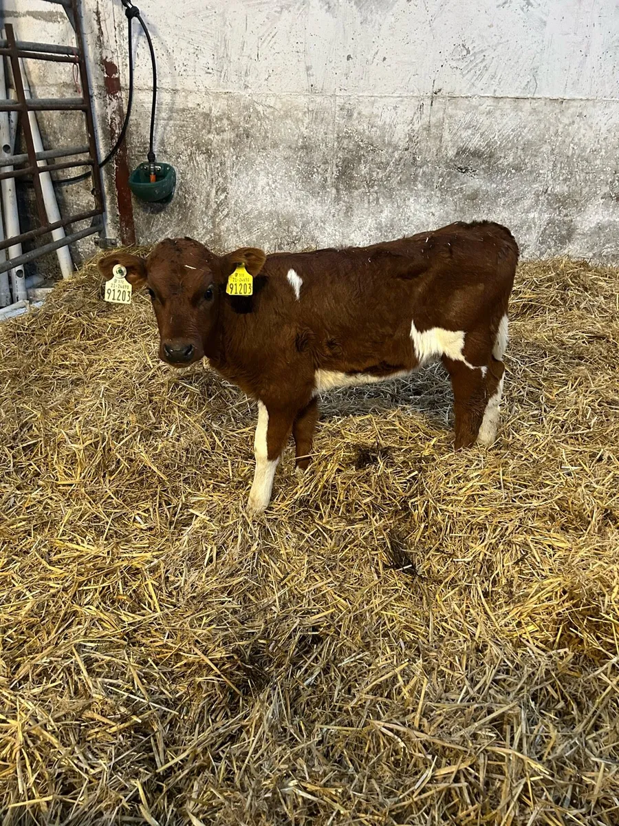 Fr heifer calves - Image 4