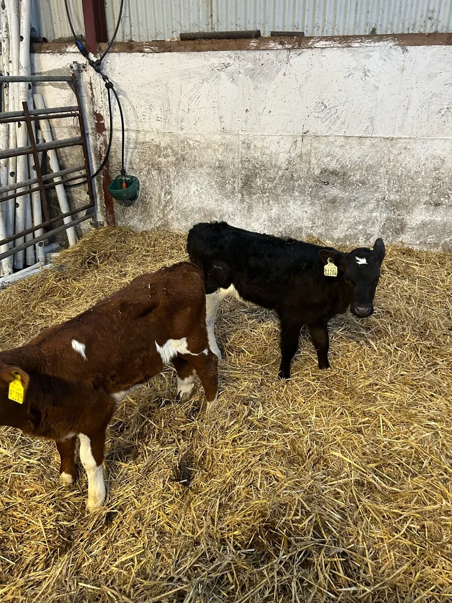 Fr heifer calves - Image 1