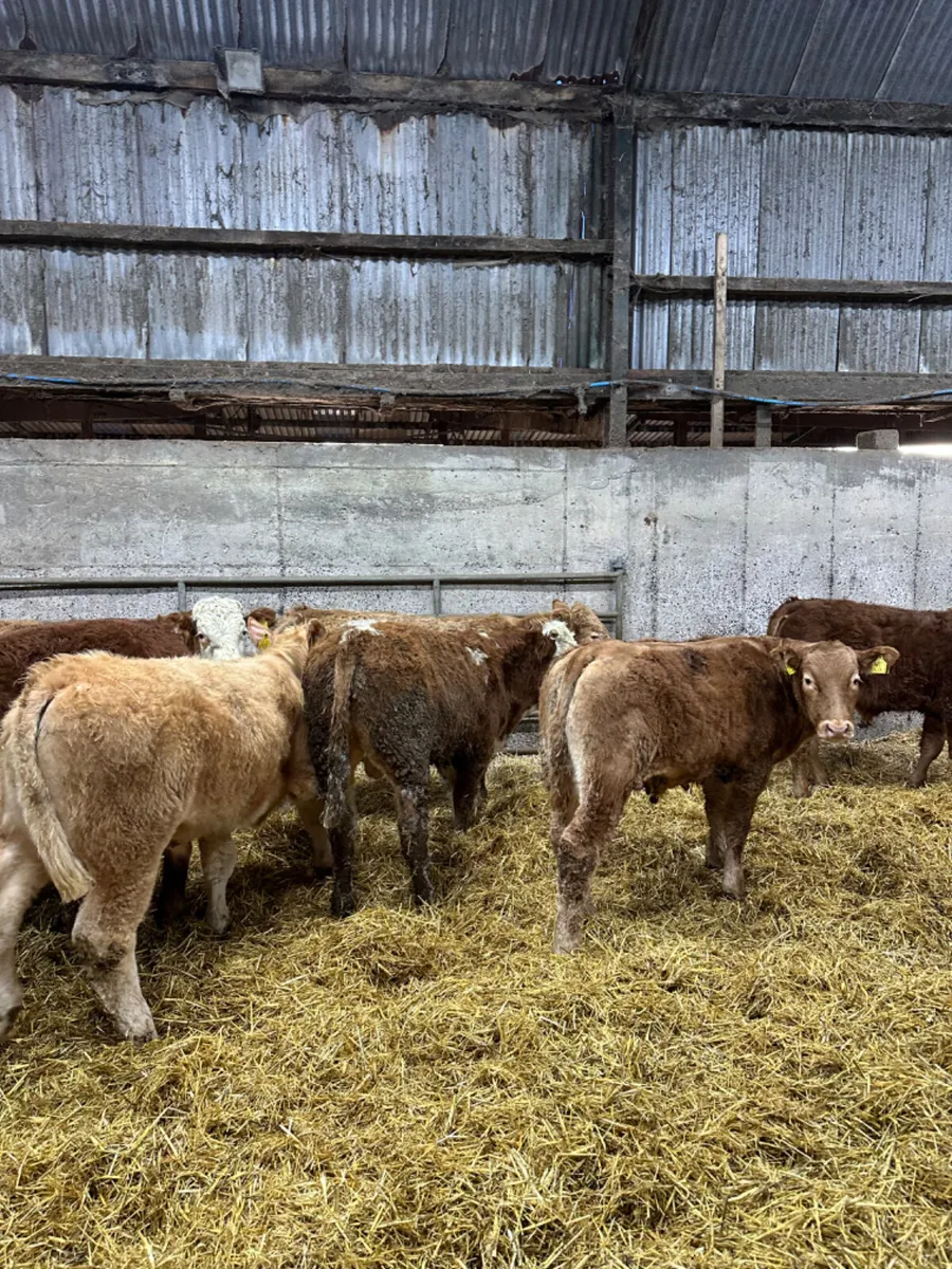 Lim and Charolais bullocks - Image 1