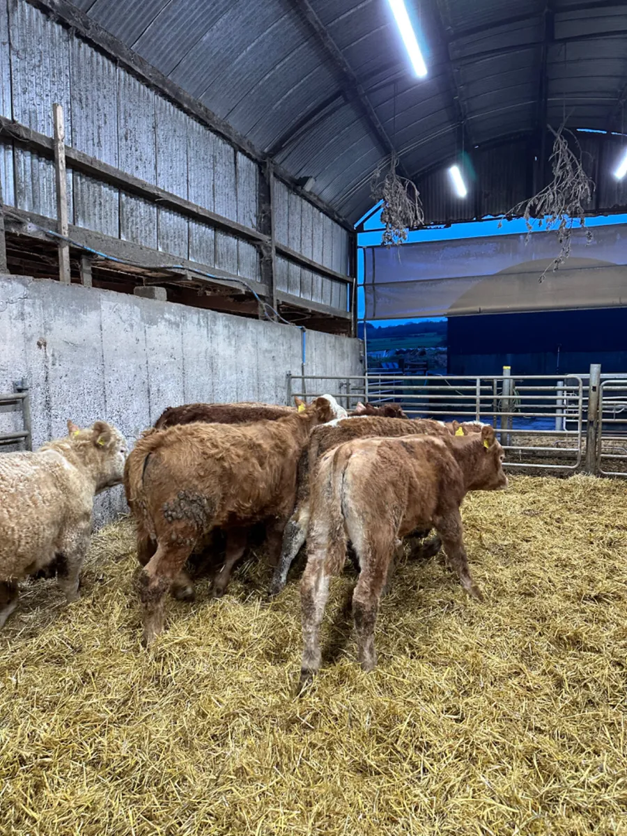 Lim and Charolais bullocks - Image 4
