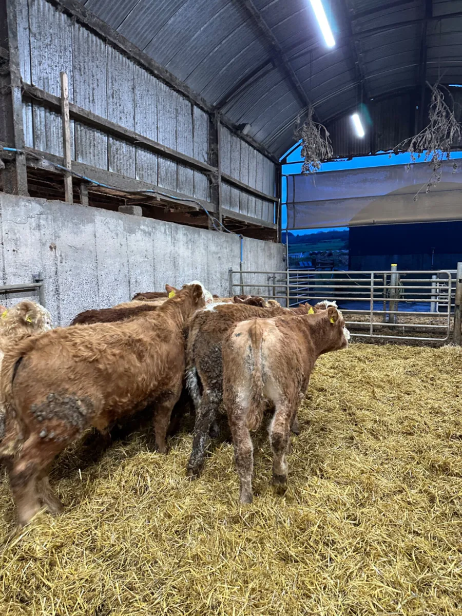 Lim and Charolais bullocks - Image 3