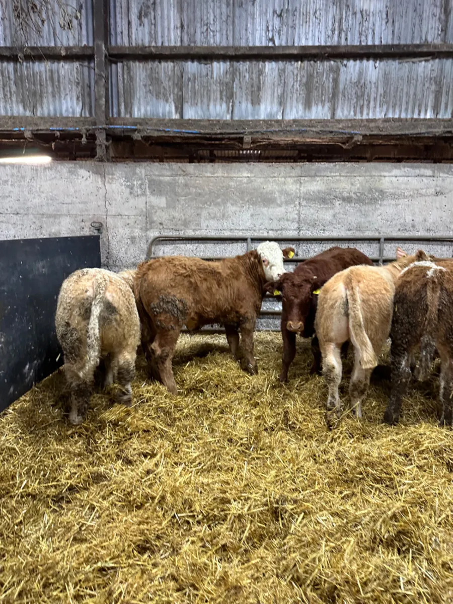 Lim and Charolais bullocks - Image 2