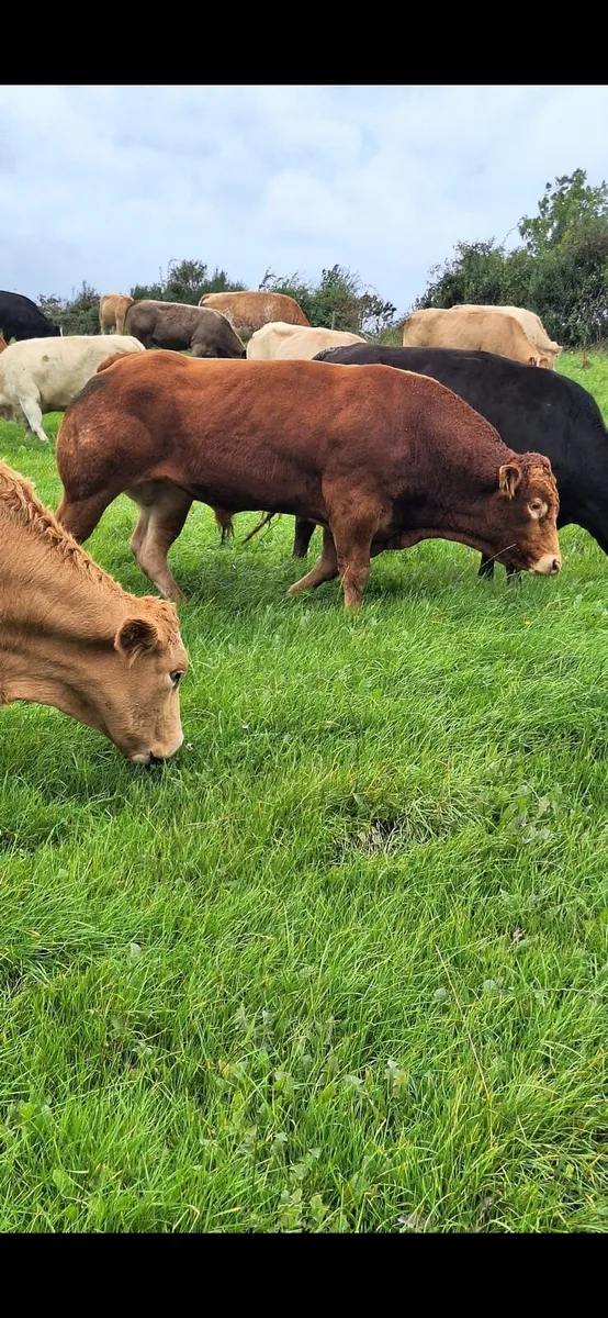 Bull hire rent a rod - Image 2