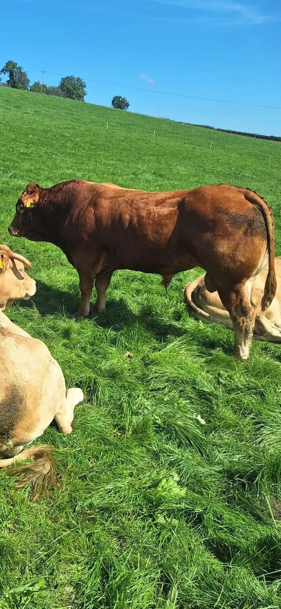 Bull hire rent a rod - Image 3