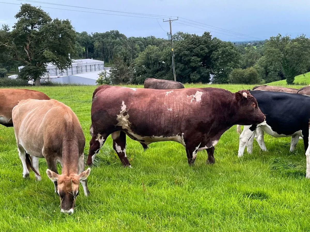 Bull hire rent a rod - Image 4