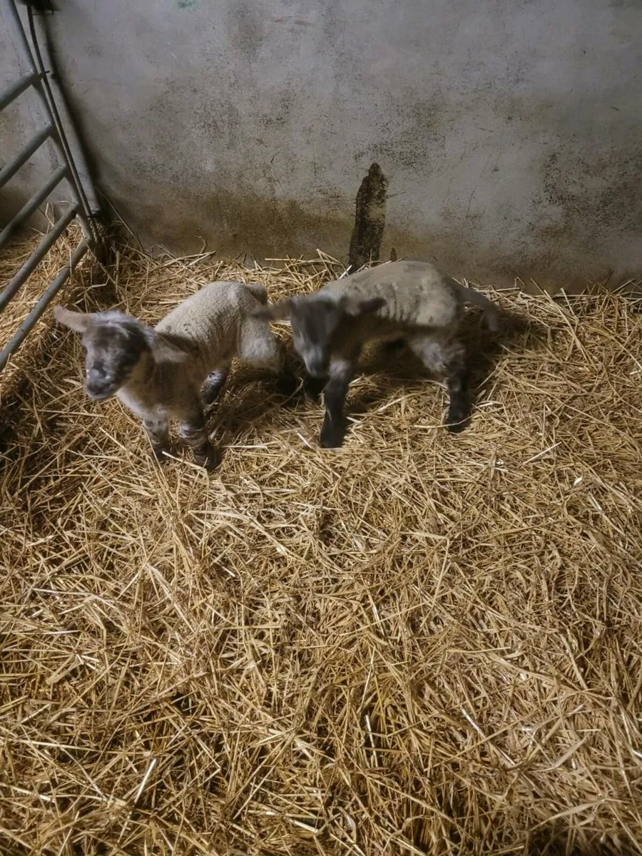 Pet lambs - Image 3