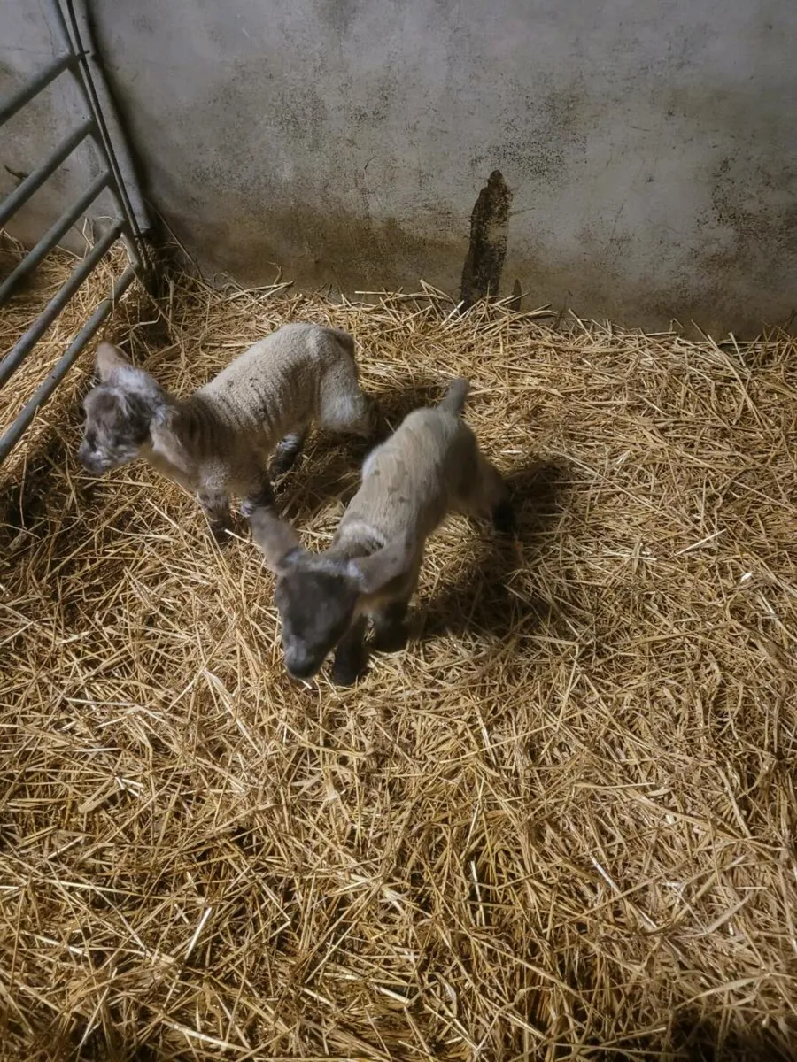 Pet lambs - Image 1