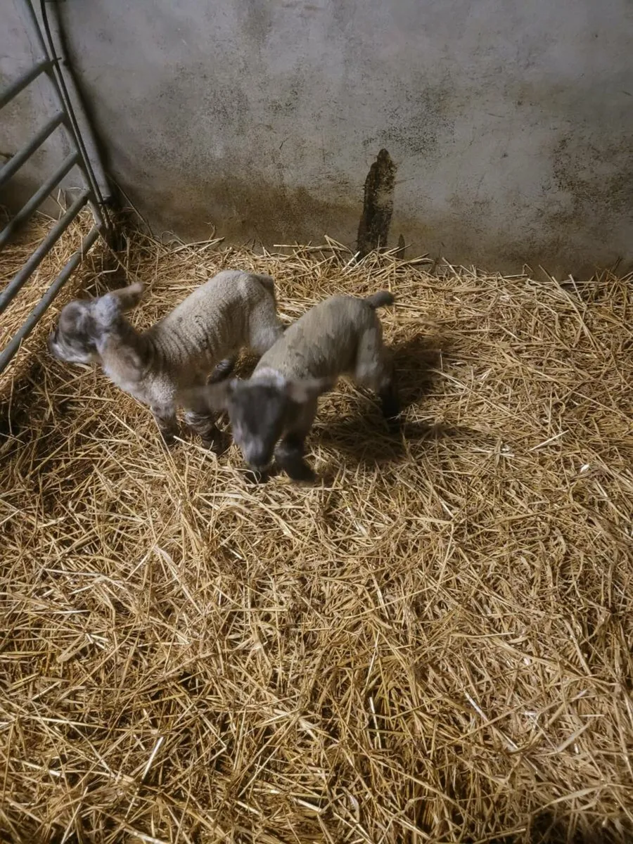Pet lambs - Image 2