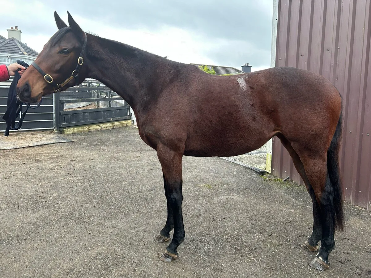 Maxios National Hunt 3 year old filly for sale - Image 4