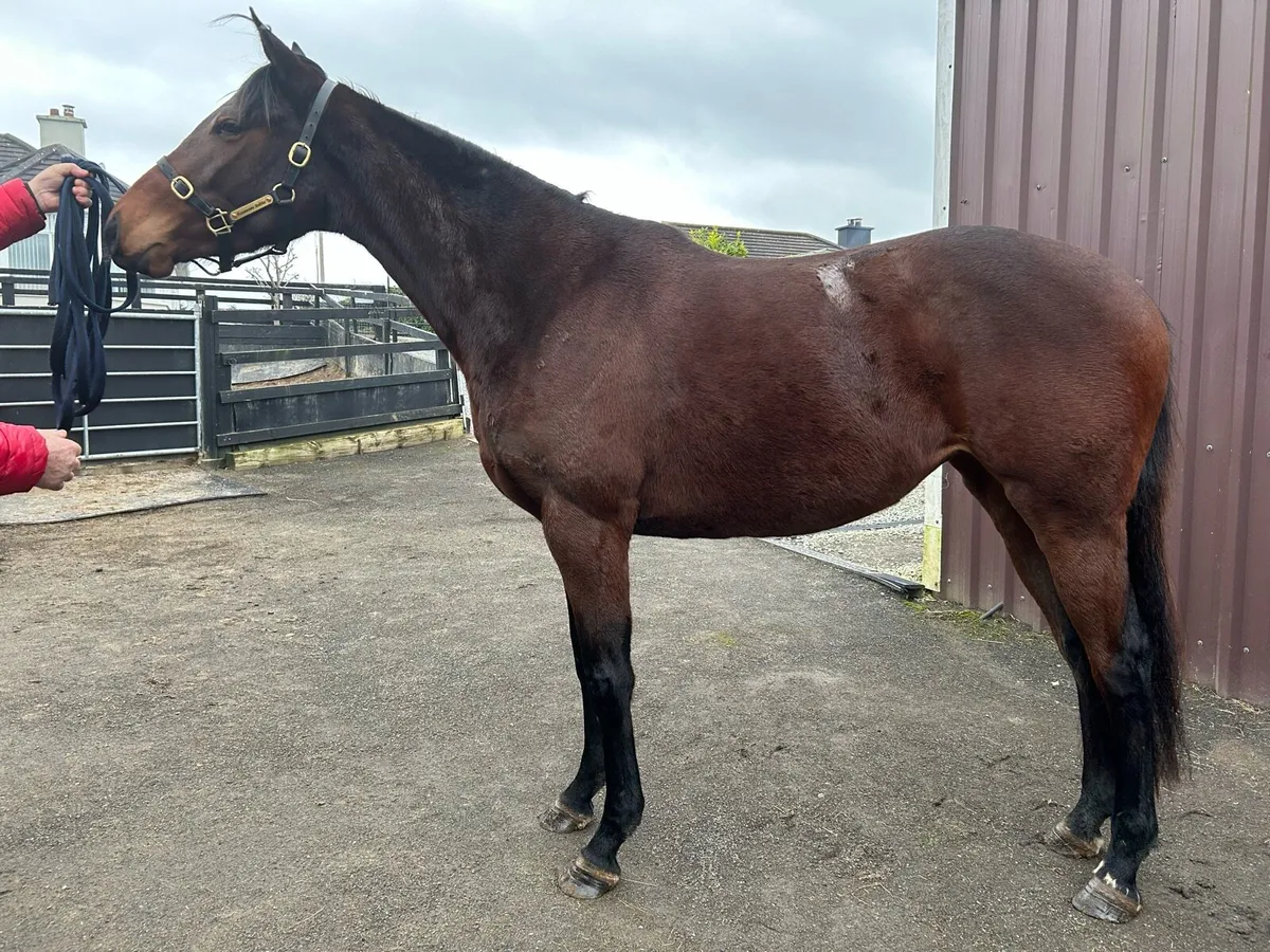 Maxios National Hunt 3 year old filly for sale - Image 1