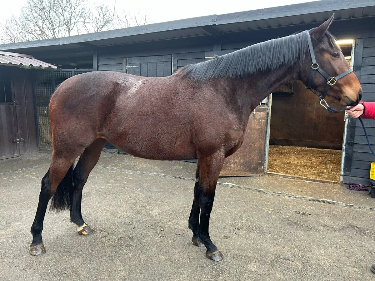Maxios National Hunt 3 year old filly for sale - Image 2