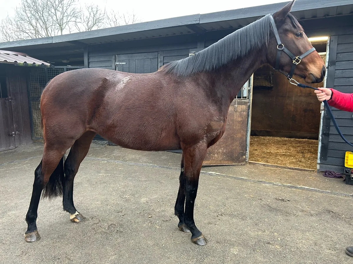 Maxios National Hunt 3 year old filly for sale - Image 3